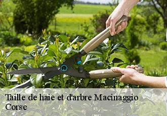 Taille de haie et d'arbre macinaggio-20248 Corse