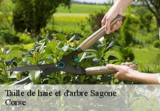 Taille de haie et d'arbre sagone-20118 Corse
