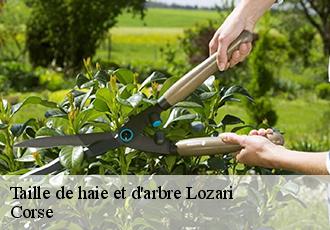 Taille de haie et d'arbre  lozari-20226 Corse