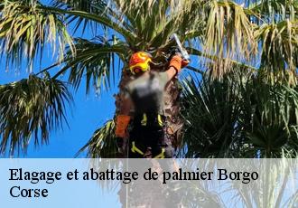 Elagage et abattage de palmier  borgo-20290 Corse