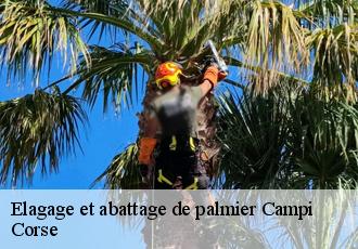 Elagage et abattage de palmier campi-20270 Corse