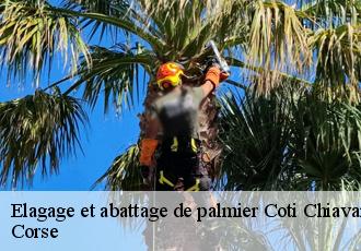 Elagage et abattage de palmier coti-chiavari-20138 Corse