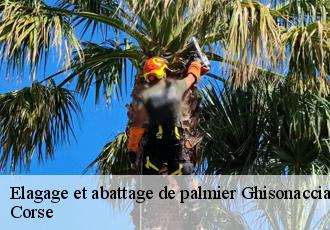 Elagage et abattage de palmier ghisonaccia-20240 Corse