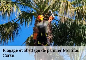 Elagage et abattage de palmier moltifao-20218 Corse