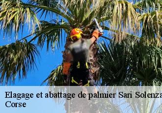 Elagage et abattage de palmier sari-solenzara-20145 Corse
