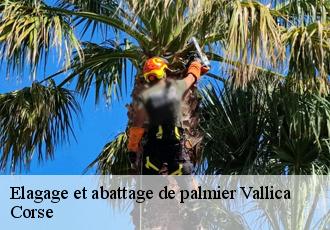 Elagage et abattage de palmier  vallica-20259 Corse