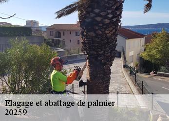 Elagage et abattage de palmier  20259