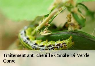 Traitement anti chenille canale-di-verde-20230 Corse