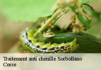 Traitement anti chenille  sorbollano-20152 Corse