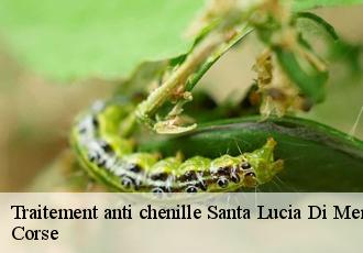 Traitement anti chenille santa-lucia-di-mercurio-20250 Corse