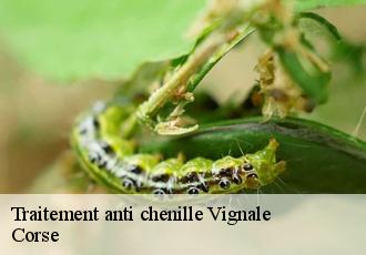 Traitement anti chenille vignale-20290 Corse
