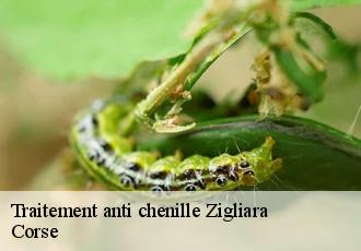 Traitement anti chenille zigliara-20190 Corse