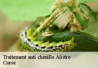 Traitement anti chenille alistro-20230 Corse
