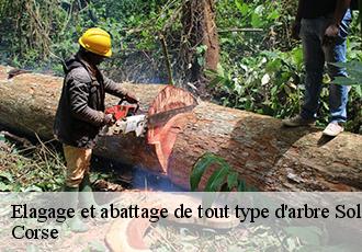 Elagage et abattage de tout type d'arbre  sollacaro-20140 Corse