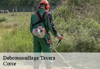 Debroussaillage tavera-20163 Corse